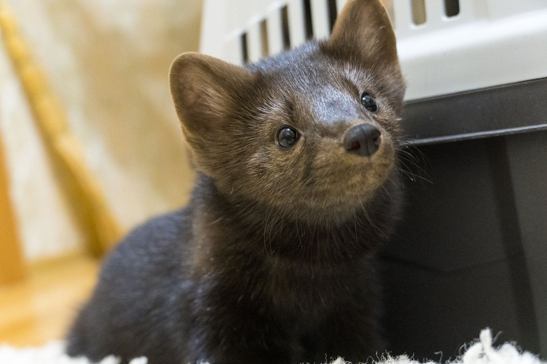 A pup by the carrier — the road starts with a habit.