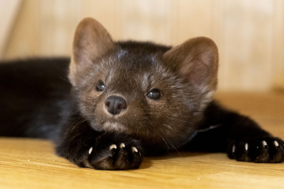 A pup's paws and claws.