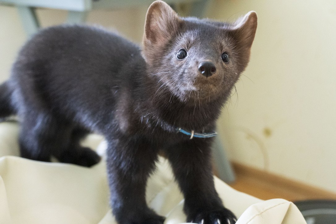 A sable pup — this is what a farm-bred animal looks like.