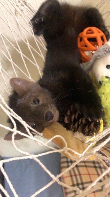 A pup's hammock — both a bed and a playroom.