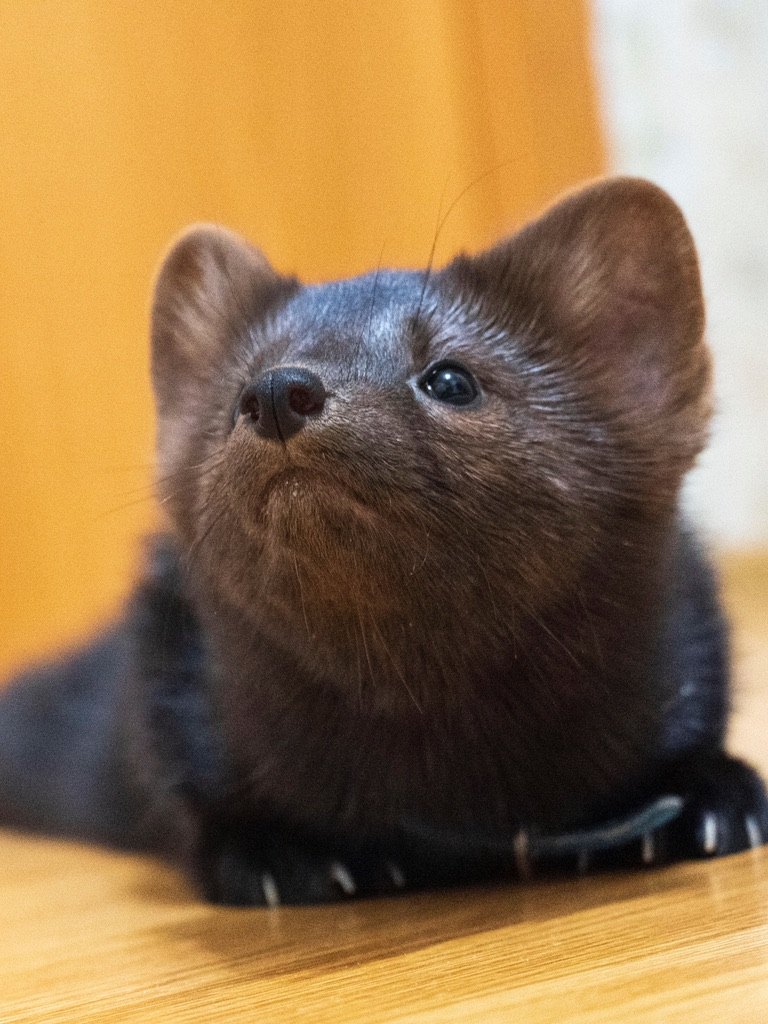 A pup looking up.