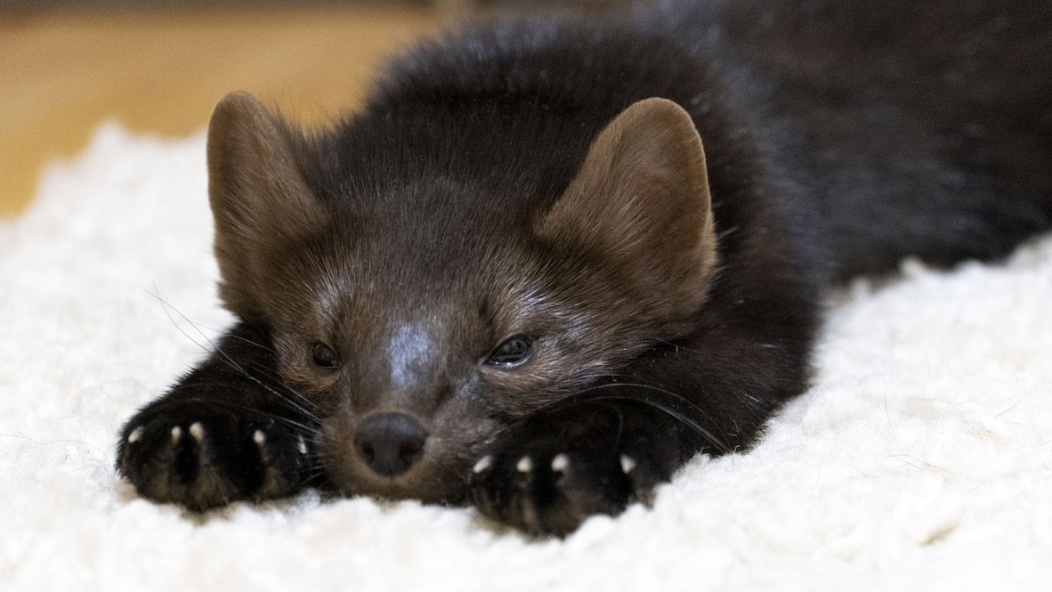 Buddy as a pup.