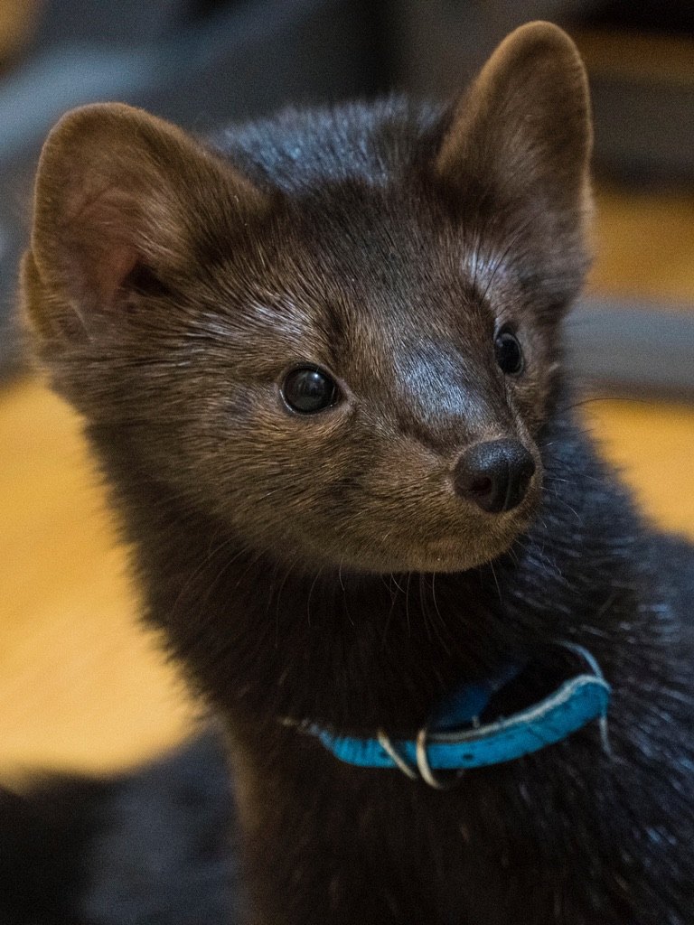 Buddy as a pup, portrait.