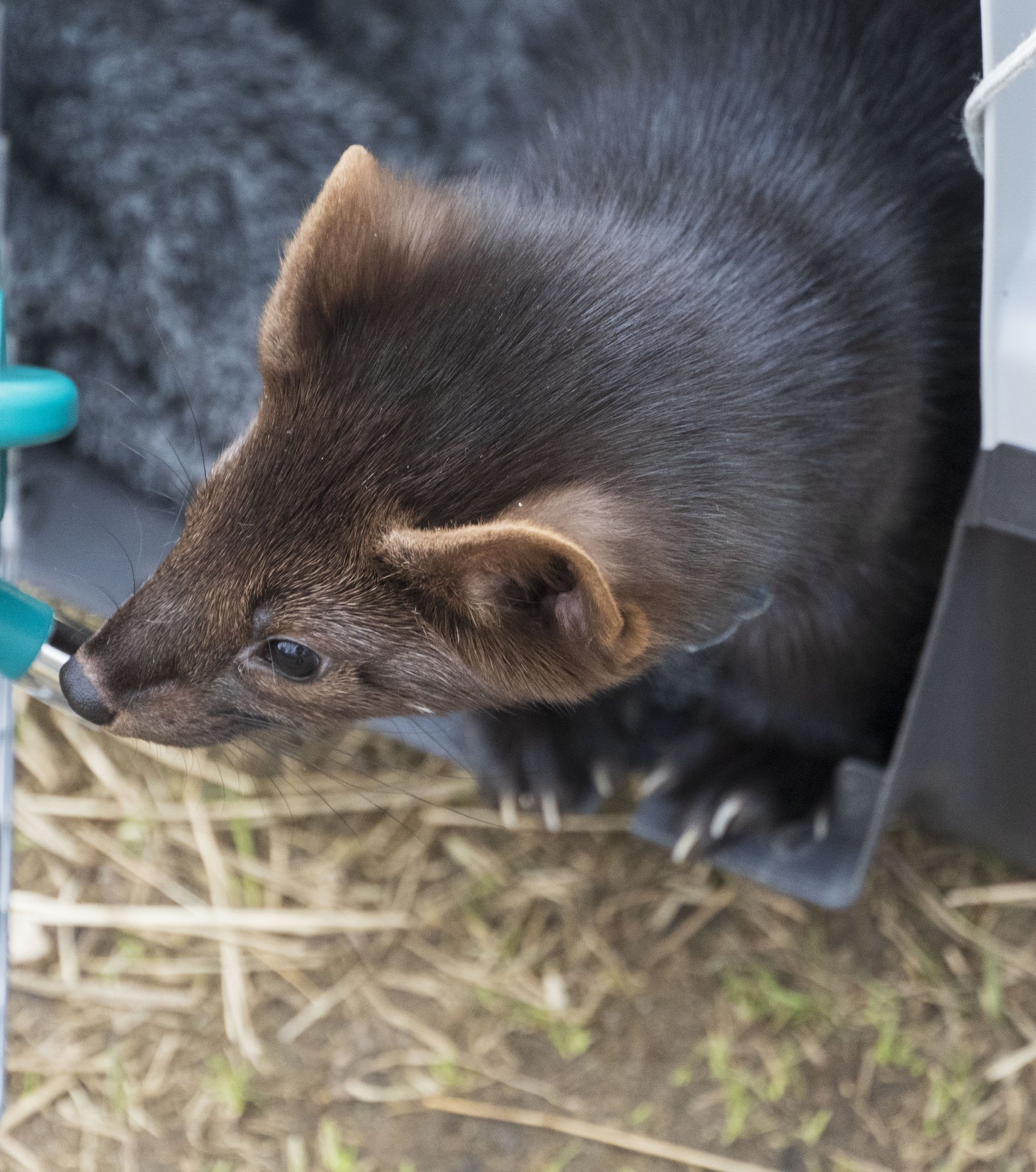 A pup drinking from a water bottle.
