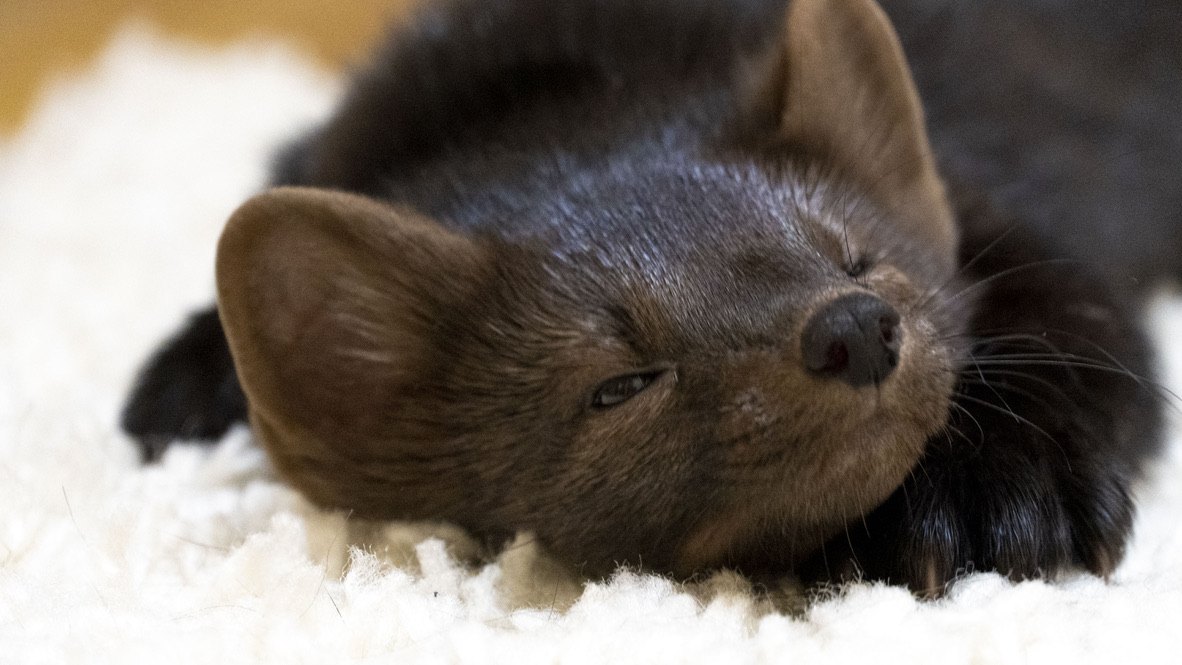 A pup sleeping.
