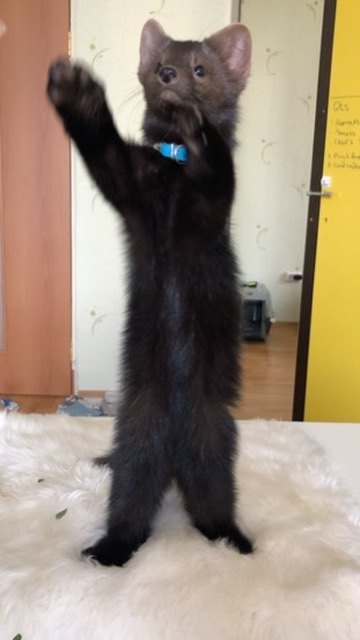 Standing tall: a pup's survey pose.