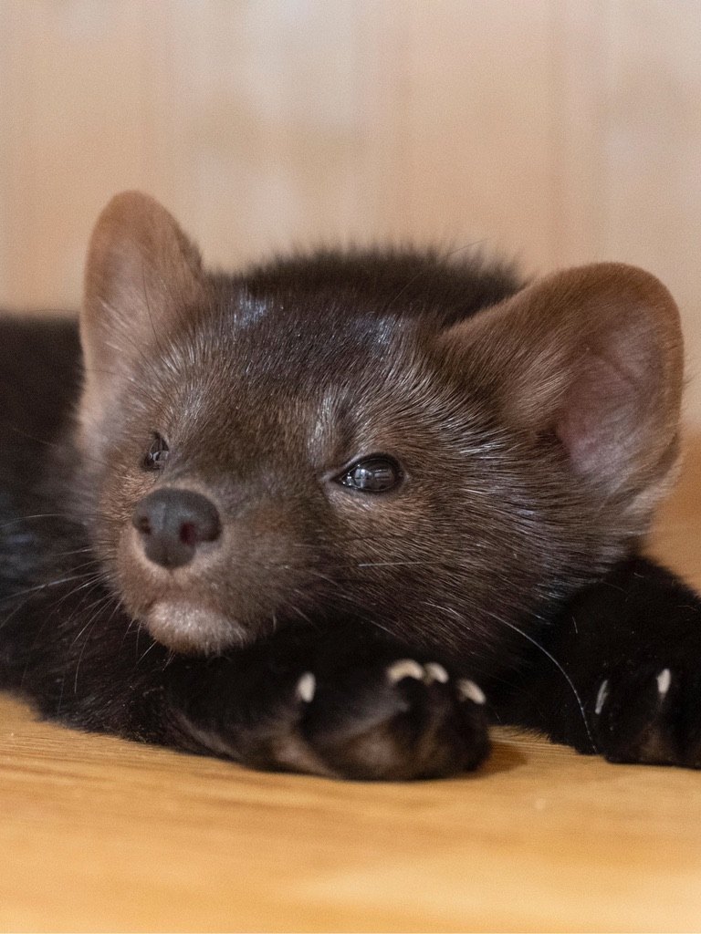 Buddy as a pup at home.