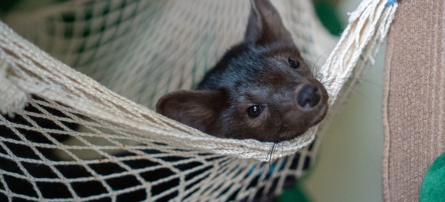 A hammock — both a bed and an observation post.