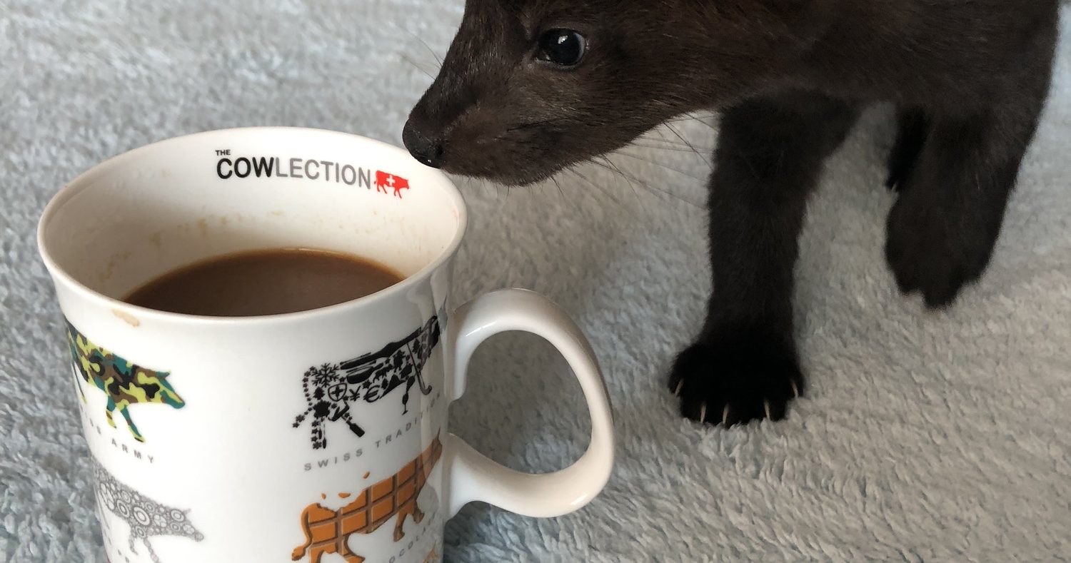 Interest in everything human — including your mug.
