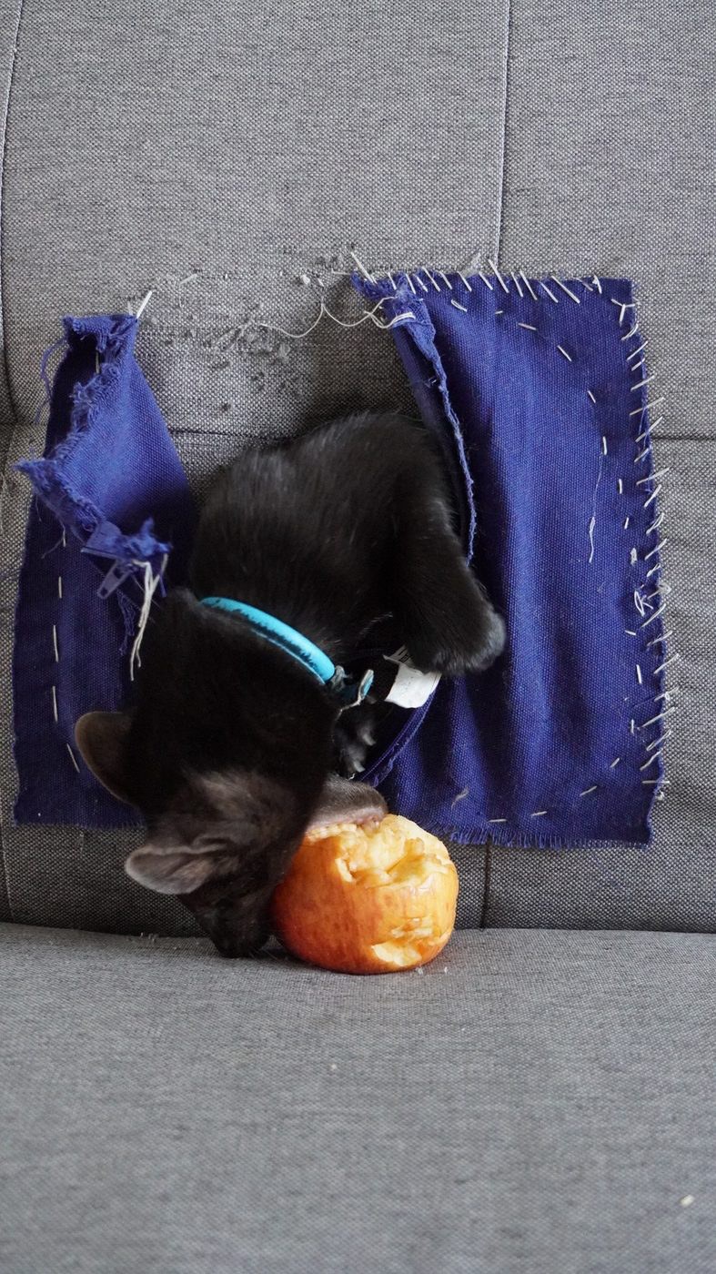 Prey is never surrendered, even if it is an apple.