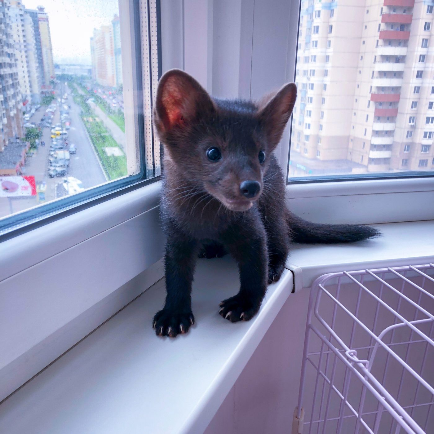 Buddy as a pup — a hundred generations of selection on your windowsill.