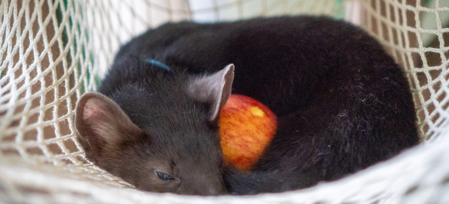 Territory is also about places to sleep.
