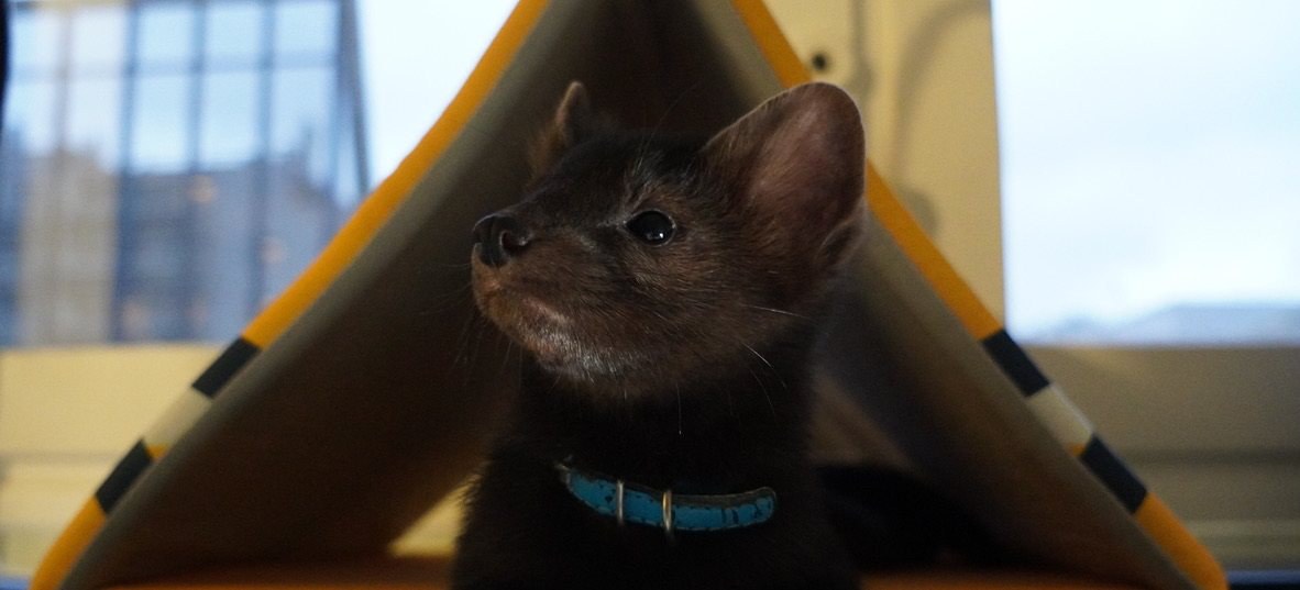 A tent house is territory too.