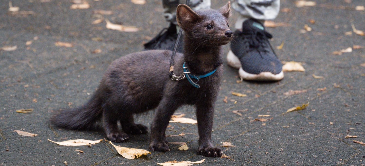 On a walk — only a harness and only next to you.